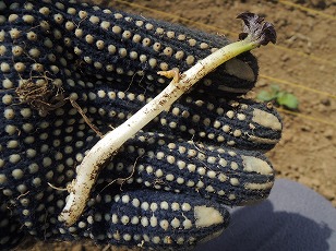 ジャガイモ　インカのめざめ　芽かき
