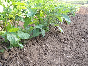 ジャガイモ　シャドークイーン　追肥　土寄せ　完了