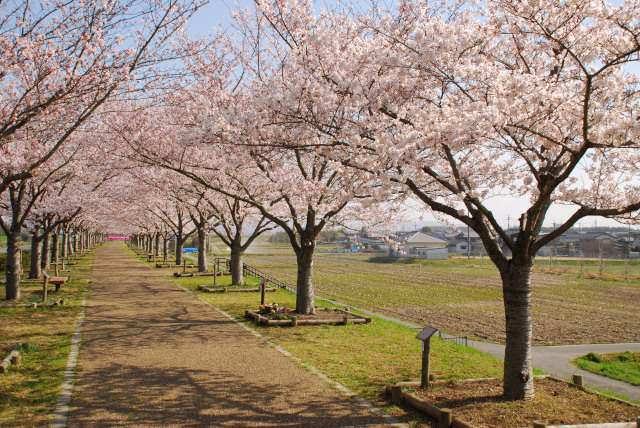 づつみ 小野 回廊 桜 2021年 おの桜づつみ回廊