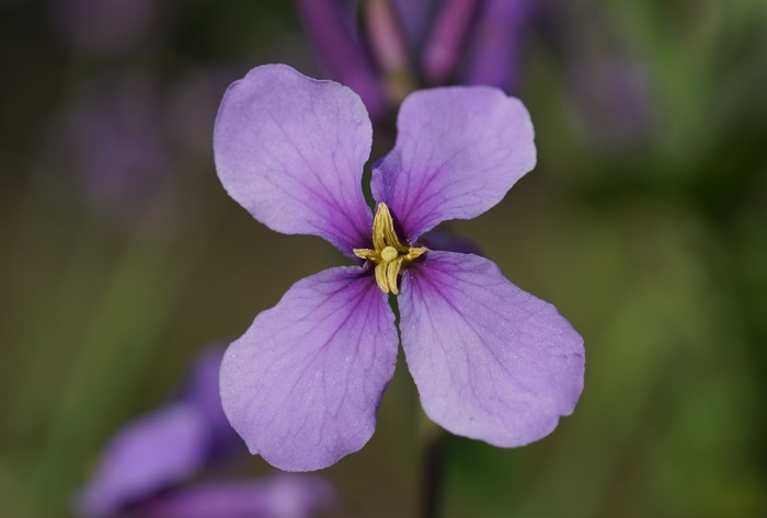 紫花菜181