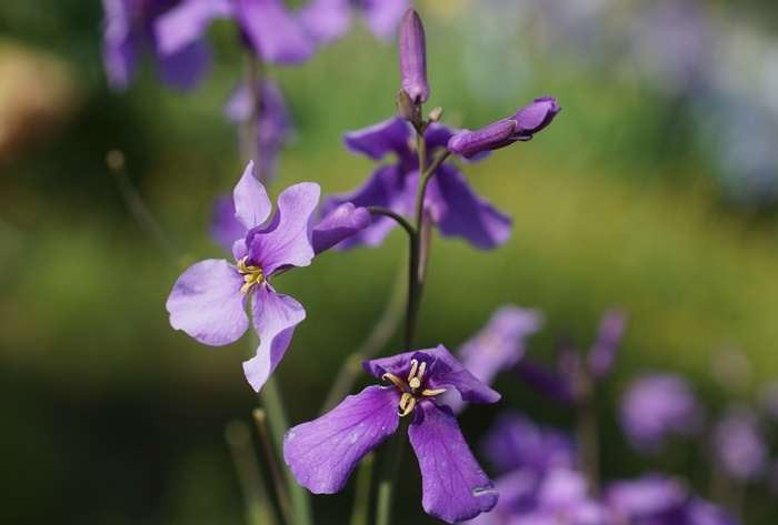 紫花菜182