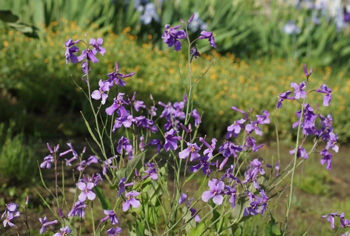 紫花菜183
