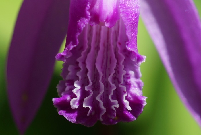紫蘭184