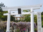 金蛇水神社の「九竜の藤」