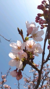 180329_桜
