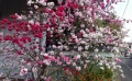 三色桜１ (1280x793)
