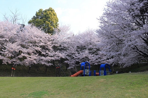 とらまる公園　2018　桜