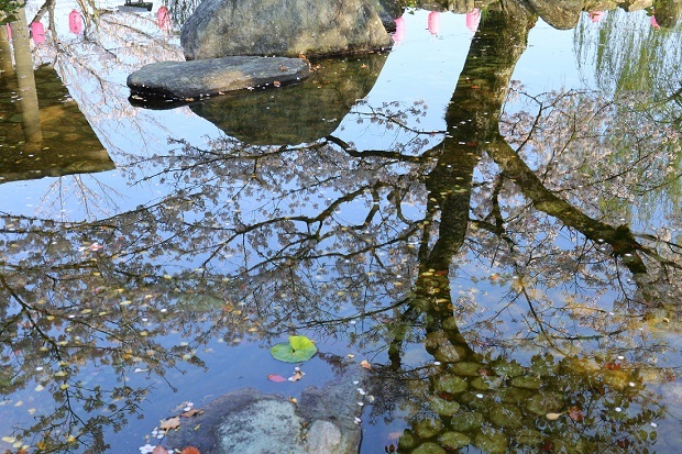 江川・鴨島公園　桜