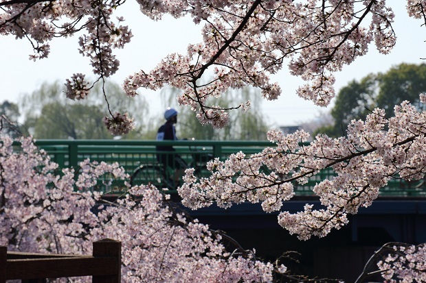 江川・鴨島公園　桜