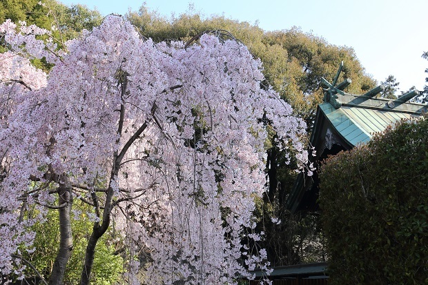 川島城　桜