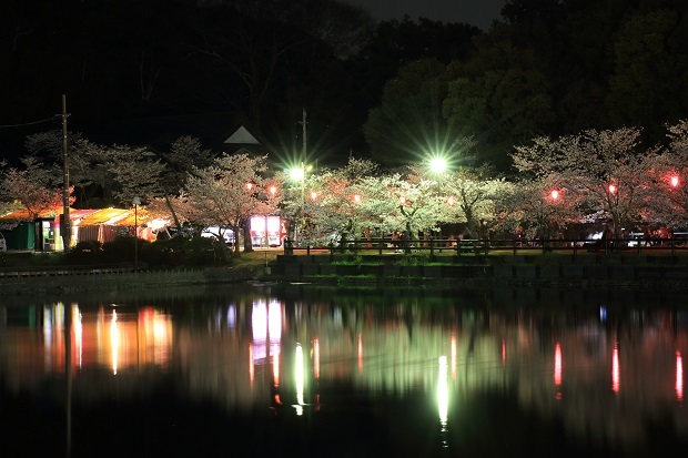 亀鶴公園　夜桜　2018