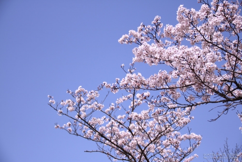 米子桜まつり