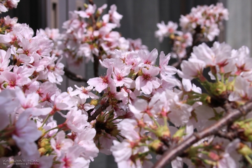 桜の剪定枝
