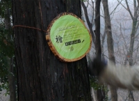 tree-tag 01
