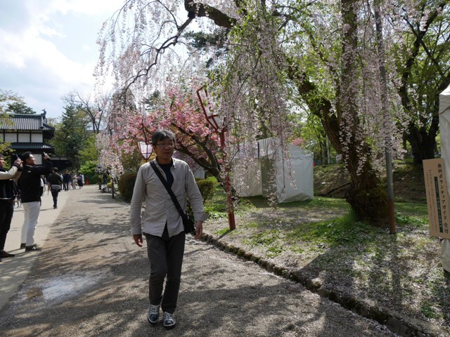 枝垂れ桜の弘前城