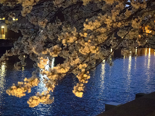 夜桜4