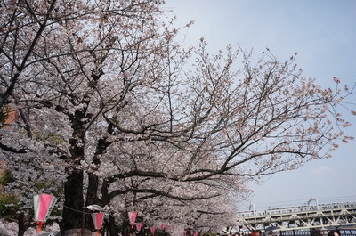 墨田公園桜まつり