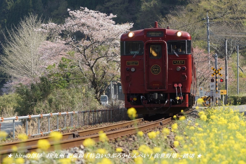 hiroの部屋　JR九州 肥薩線 「特急いさぶろう・しんぺい」 佐世野第一踏切の桜