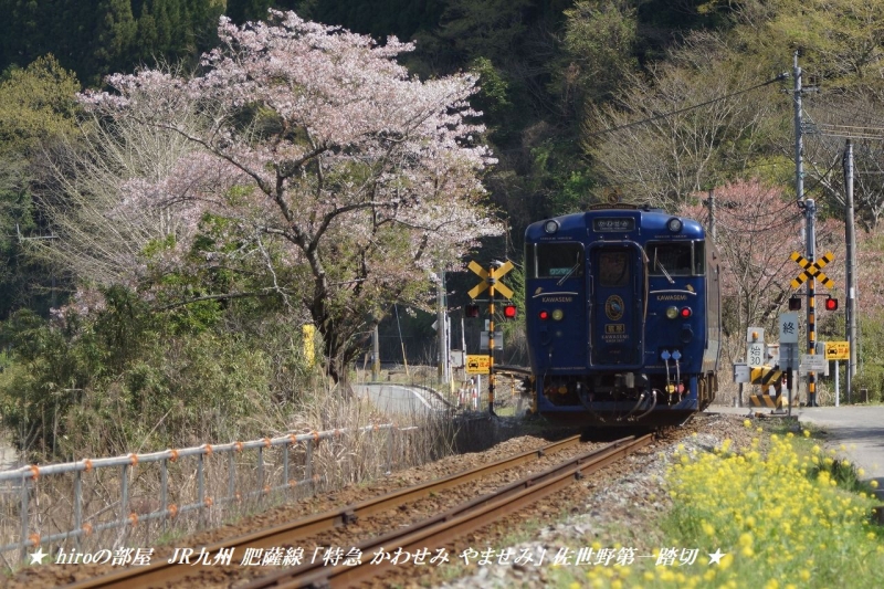 hiroの部屋　JR九州 肥薩線 「特急 かわせみ やませみ」 佐世野第一踏切の桜