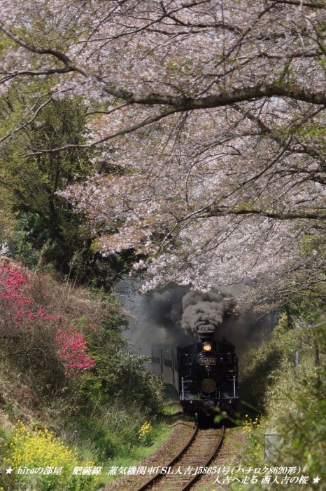 hiroの部屋　肥薩線　蒸気機関車「ＳＬ人吉」58654号（ハチロク8620形）人吉へ走る 西人吉の桜