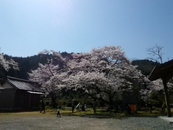 IMG_20180329_102414 - コピー八幡原八幡神社