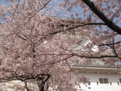 小倉城桜まつり