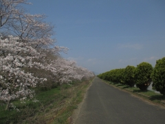 １１：２０　桜並木
