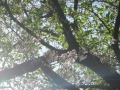 一枝の桜花
