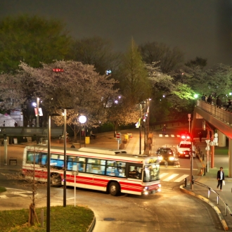 南口駅前の桜の夜の顔
