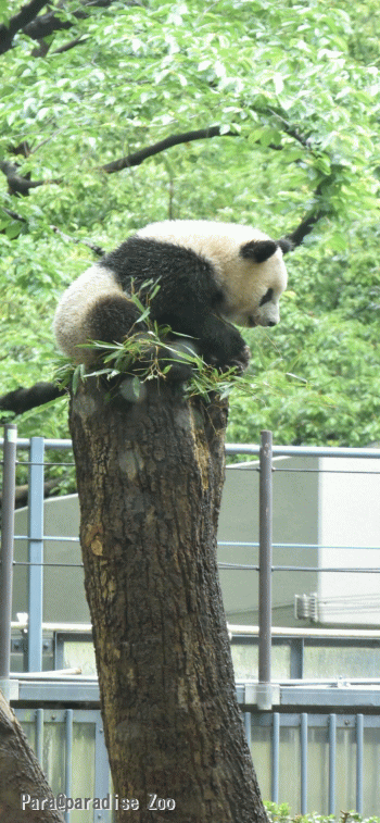 18-0509-Giant Panda-1