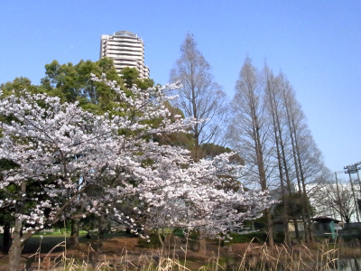 R0034622桜と高層マンションの風景_400