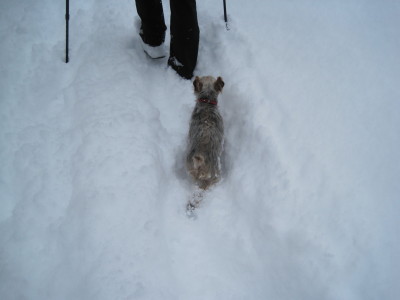 なにしろ大雪なので タルはだんな君やぐーママが歩いた後しか歩けません。