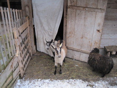 写真を撮ったら「私も撮って！」とばかりにメーメー鳴きながらヤギさんが次々と出てきました