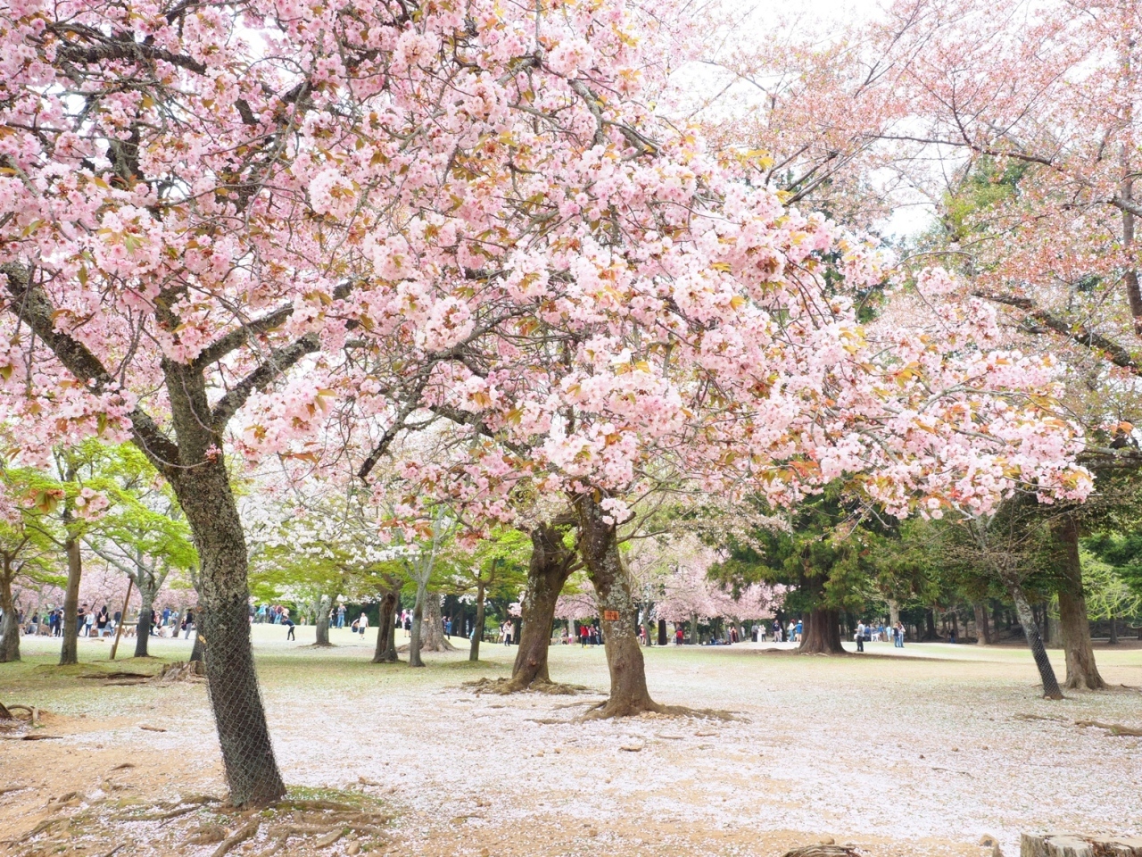 桜の木の下でPENF3595