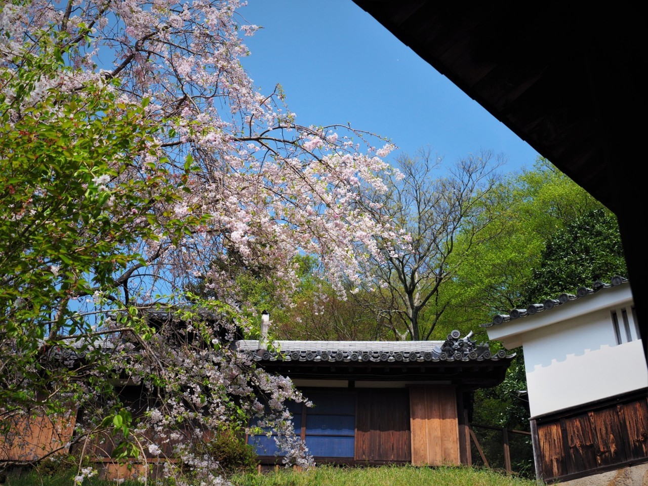 桜の季節PENF3726