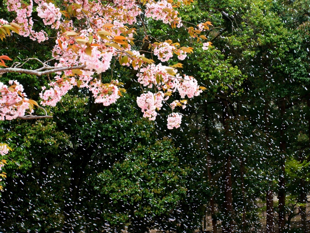 桜吹雪PENF3574