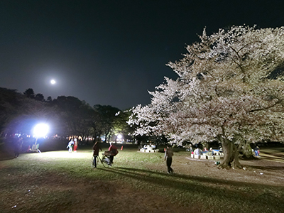 東京夜桜　光が丘公園　練馬