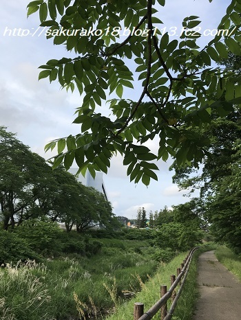 2018-05-27散歩2