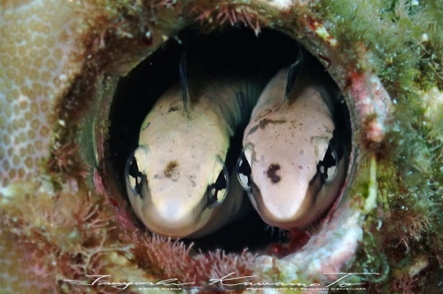 産卵中ニセクロスジギンポ雌雄海