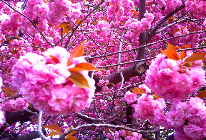 八重桜ビビカム2