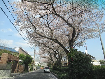 桜道②7％