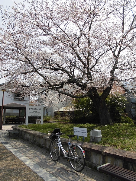鉄道跡の桜