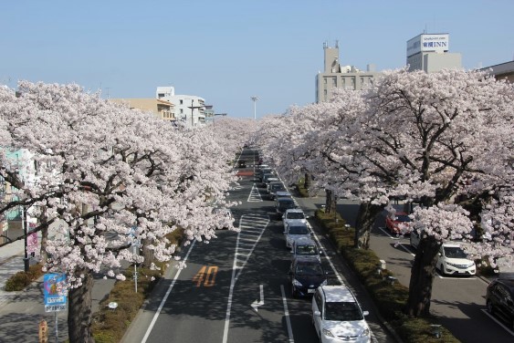 四面歩道橋からの桜