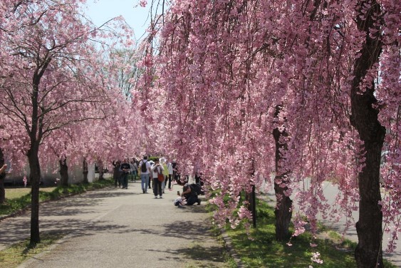 日中線記念自転車歩行者道のしだれ桜