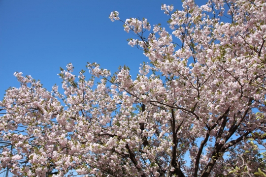 満開の八重桜０２