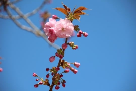 満開の八重桜０５
