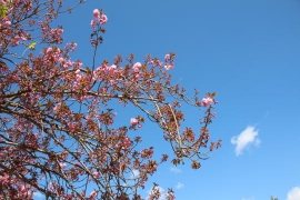 満開の八重桜０６