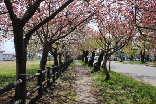 ５月初旬の桜並木０１