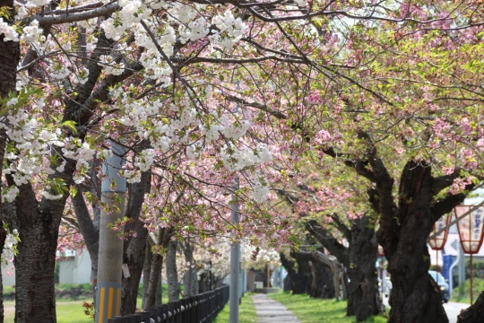 ５月初旬の桜並木０２