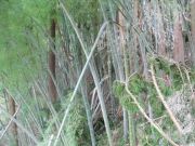 トリムの森竹